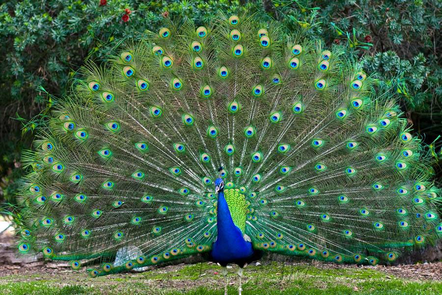 Peafowl